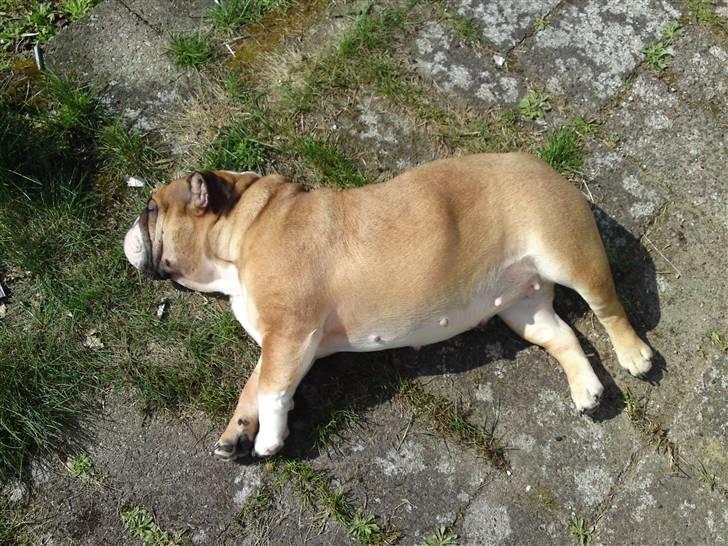 Engelsk bulldog Dixi Gromadka Bubiny *RIP* - fandt lige en plads i solen billede 10