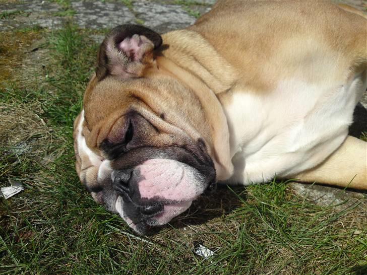 Engelsk bulldog Dixi Gromadka Bubiny *RIP* - nyder lige det gode vejr billede 11