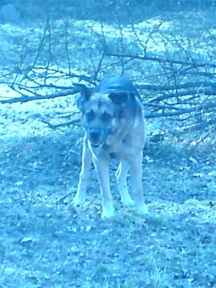 Blanding af racer Bølle HimmelHund billede 12