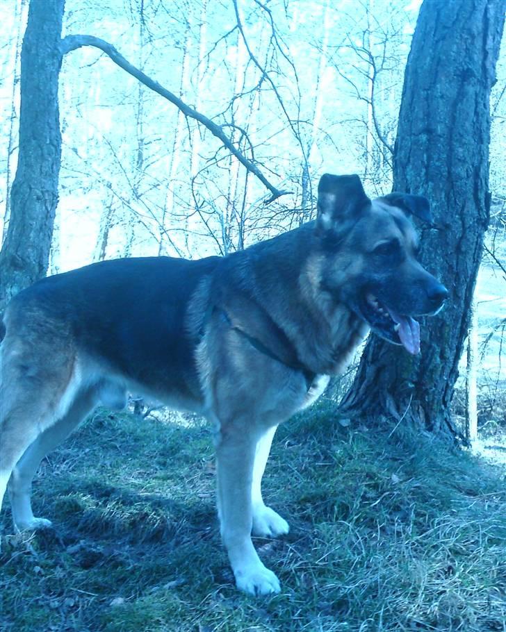 Blanding af racer Bølle HimmelHund billede 13