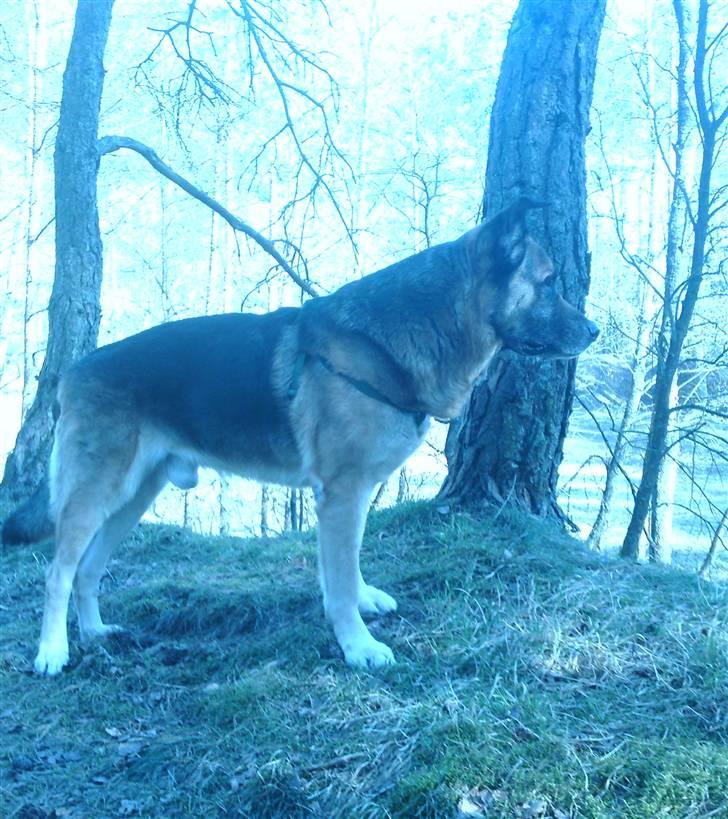 Blanding af racer Bølle HimmelHund billede 14