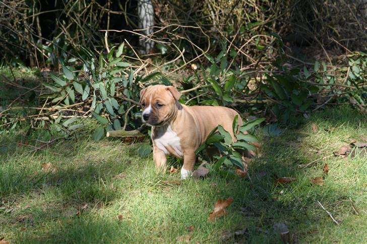 Amerikansk staffordshire terrier Starfire "Steffie" billede 1