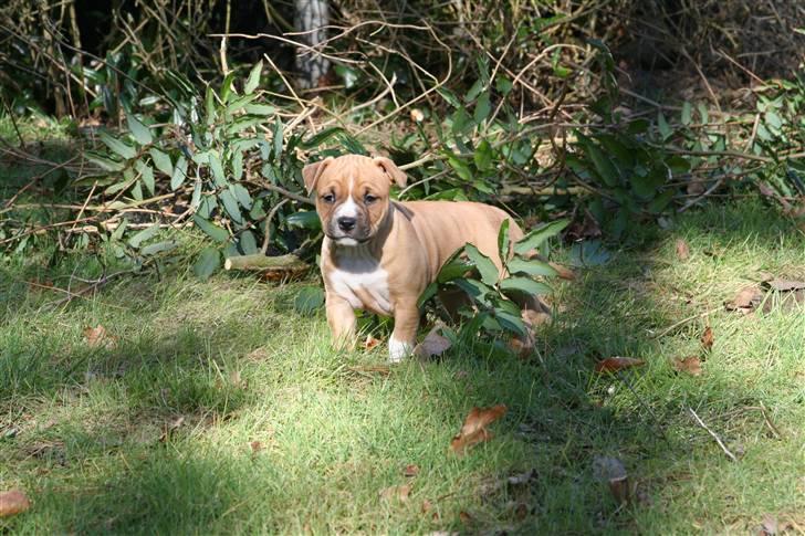 Amerikansk staffordshire terrier Starfire "Steffie" billede 2