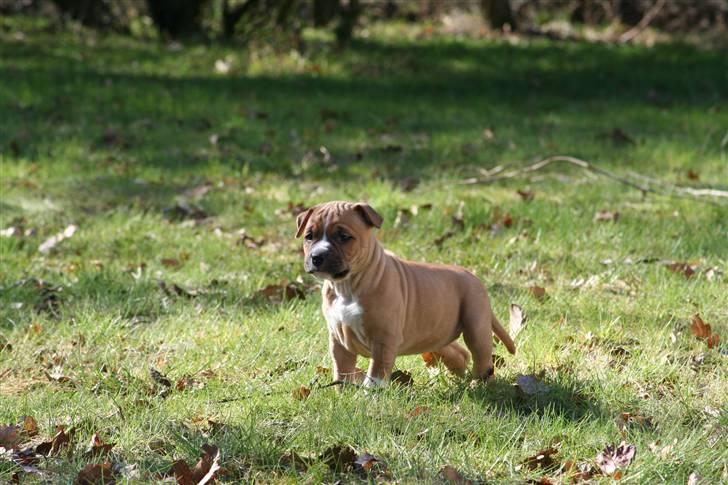 Amerikansk staffordshire terrier Starfire "Steffie" billede 3