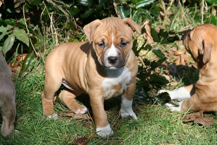 Amerikansk staffordshire terrier Starfire "Steffie" billede 4