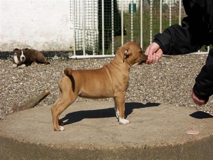 Amerikansk staffordshire terrier Starfire "Steffie" billede 5