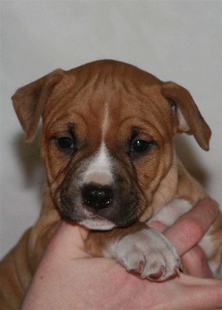 Amerikansk staffordshire terrier Starfire "Steffie" billede 6