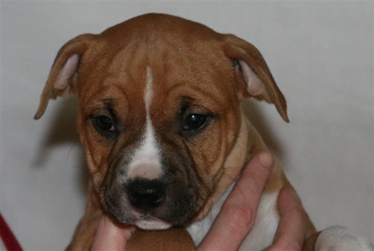 Amerikansk staffordshire terrier Starfire "Steffie" billede 8