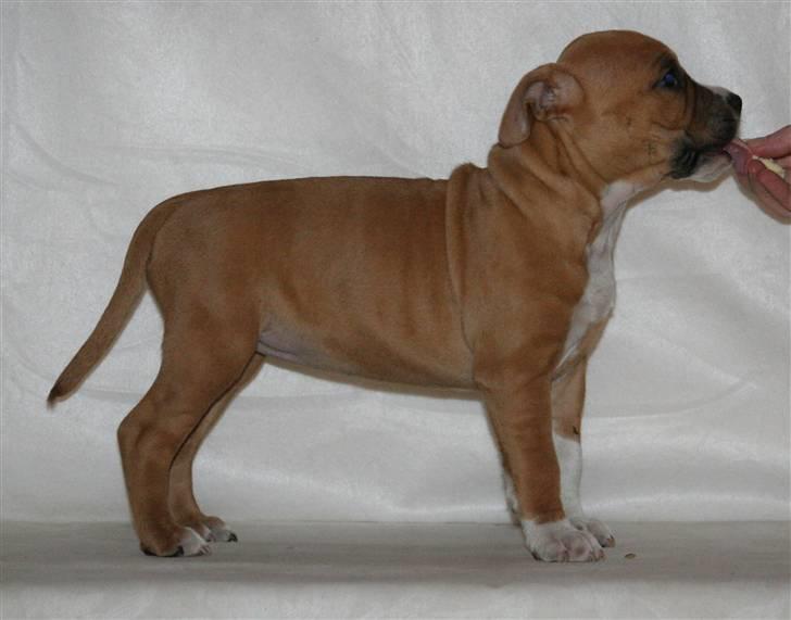 Amerikansk staffordshire terrier Starfire "Steffie" billede 9