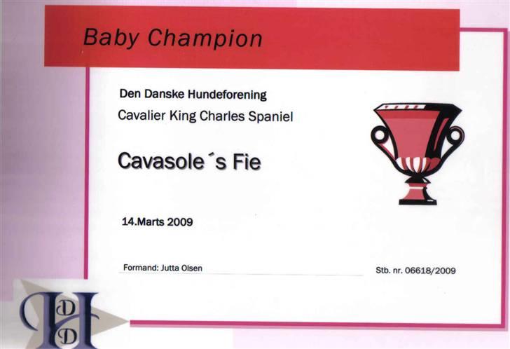 Cavalier king charles spaniel Cavasole's Fie - Så kom beviset på at Fie er BABY-CHAMPION billede 8