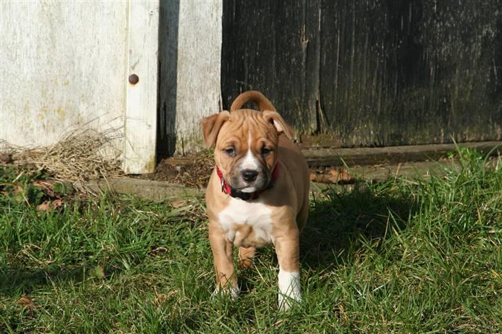 Amerikansk staffordshire terrier Starfire "Steffie" billede 10