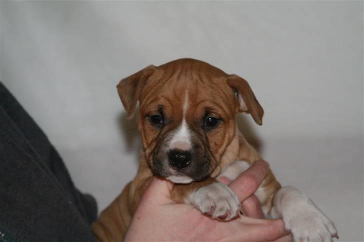 Amerikansk staffordshire terrier Starfire "Steffie" billede 12