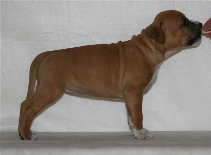 Amerikansk staffordshire terrier Starfire "Steffie" billede 13