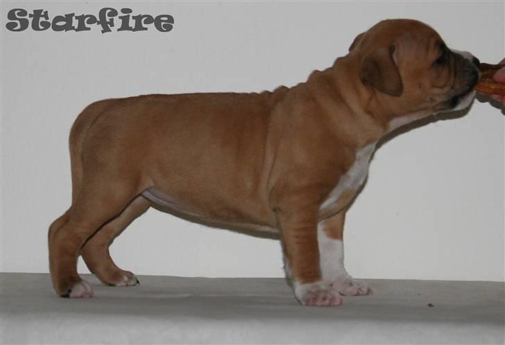 Amerikansk staffordshire terrier Starfire "Steffie" billede 14