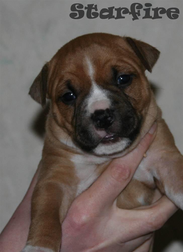 Amerikansk staffordshire terrier Starfire "Steffie" billede 15