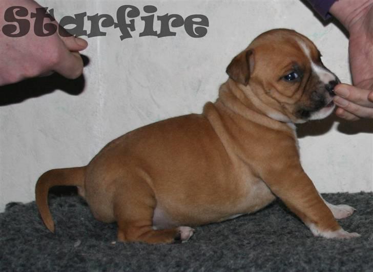 Amerikansk staffordshire terrier Starfire "Steffie" billede 16