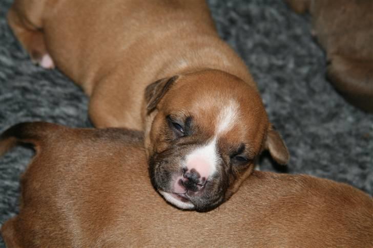 Amerikansk staffordshire terrier Starfire "Steffie" billede 17