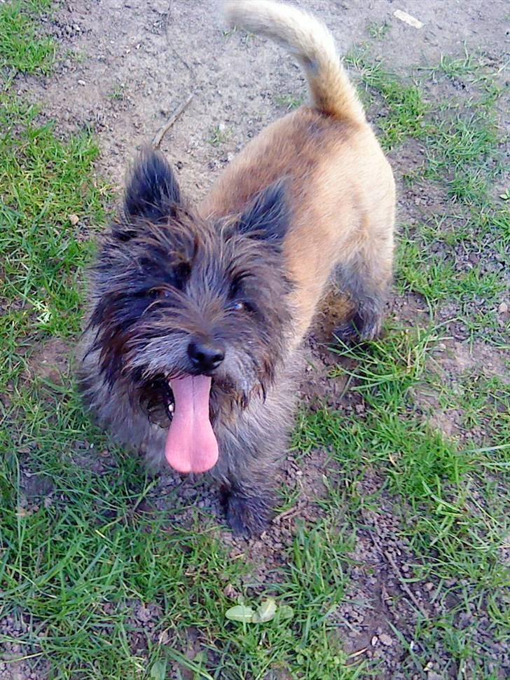 Cairn terrier Futte * R.I.P * - Futte billede 1