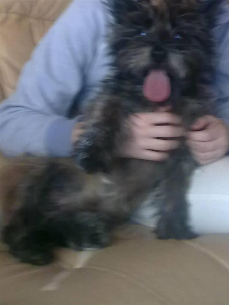 Cairn terrier Futte * R.I.P * - hej hej =D billede 2
