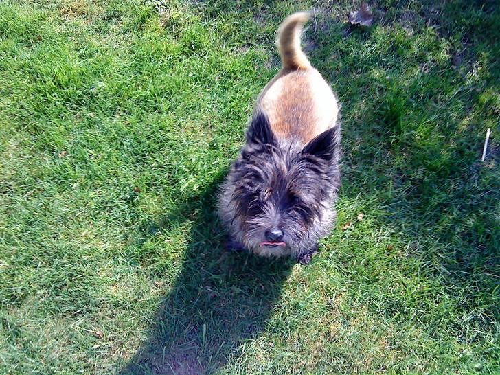 Cairn terrier Futte * R.I.P * - hehe billede 3
