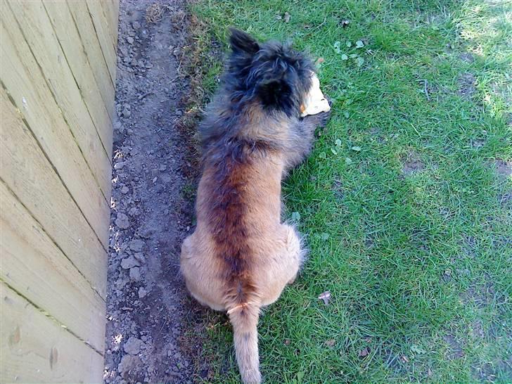 Cairn terrier Futte * R.I.P * billede 4