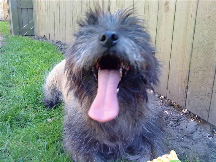 Cairn terrier Futte * R.I.P * billede 5