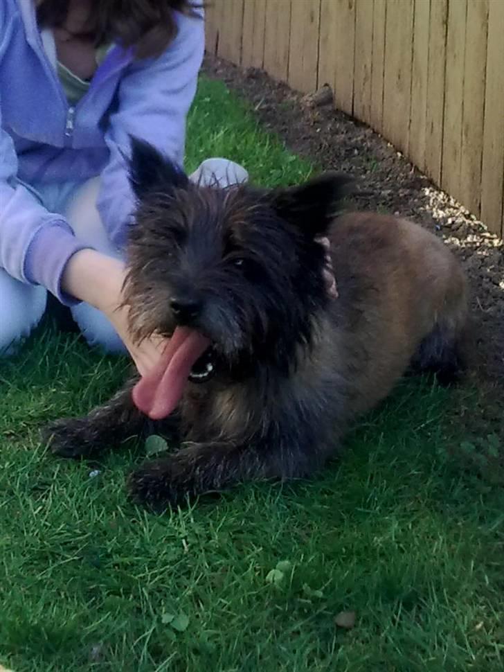 Cairn terrier Futte * R.I.P * billede 6