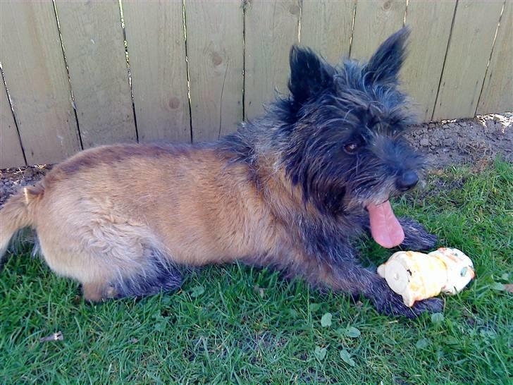 Cairn terrier Futte * R.I.P * billede 7