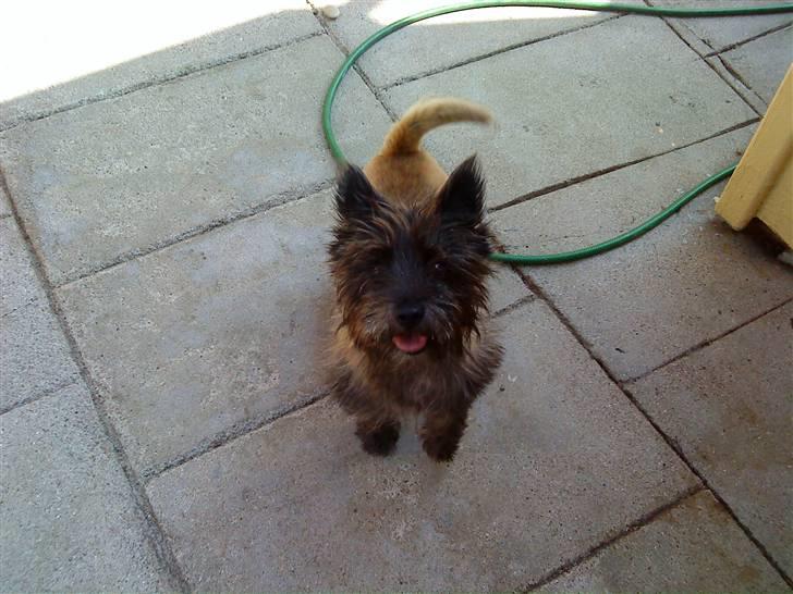 Cairn terrier Futte * R.I.P * billede 8