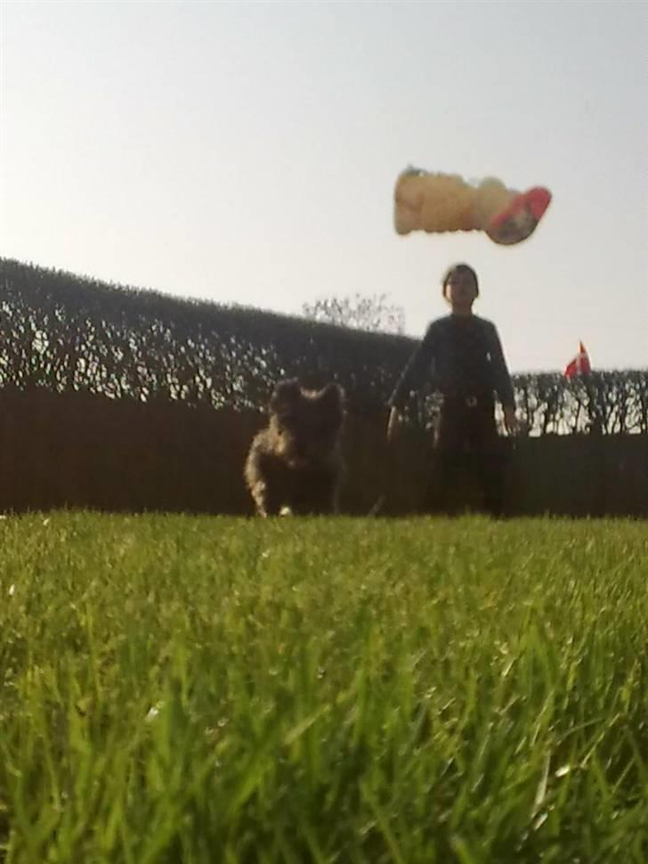 Cairn terrier Futte * R.I.P * - jeg tager den !!!! billede 9