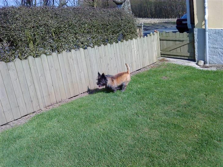 Cairn terrier Futte * R.I.P * billede 10