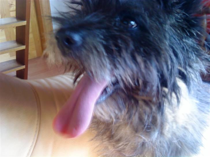 Cairn terrier Futte * R.I.P * billede 11