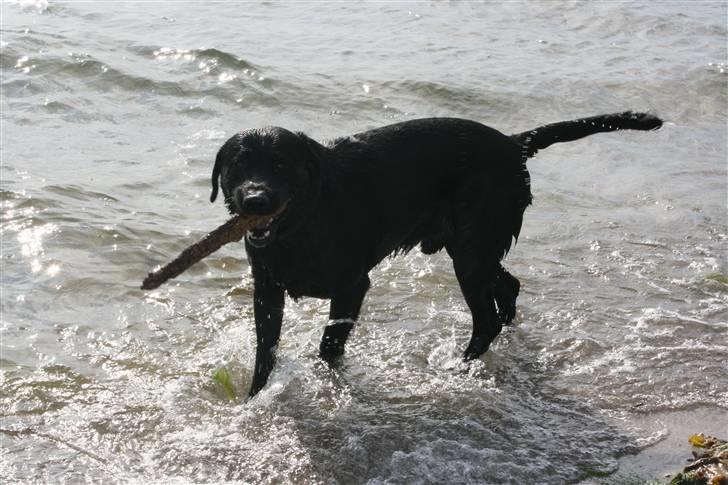 Labrador retriever Thor - En dejlig tur på stranden. billede 7