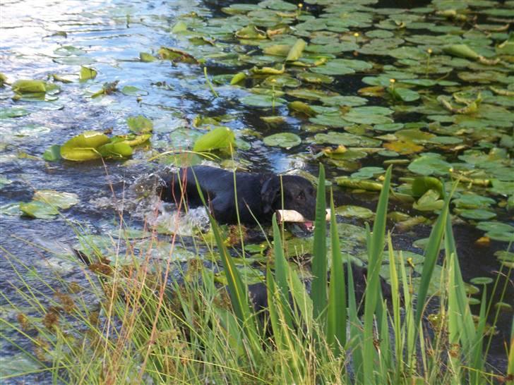 Labrador retriever Thor - Det her er livet. billede 9