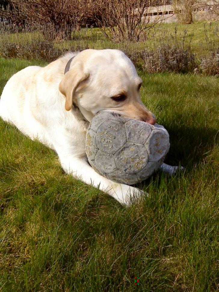 Labrador retriever Lucka - Lucka med sin elskede bold . :) billede 10