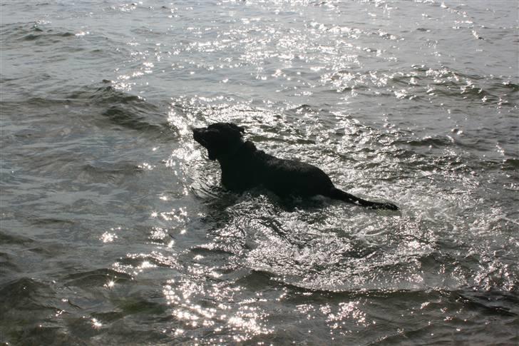 Labrador retriever Thor - Vand er bare toppen. billede 10
