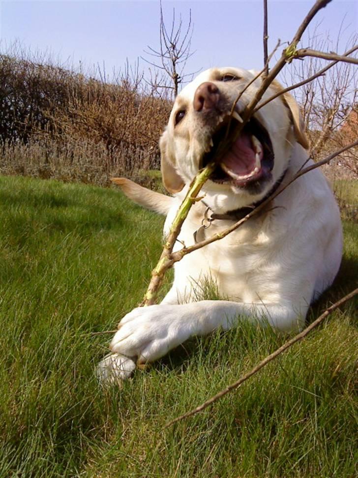 Labrador retriever Lucka - "ARGH !! . Jeg skal nok få dig, dit uhyre . !" ... :D billede 11