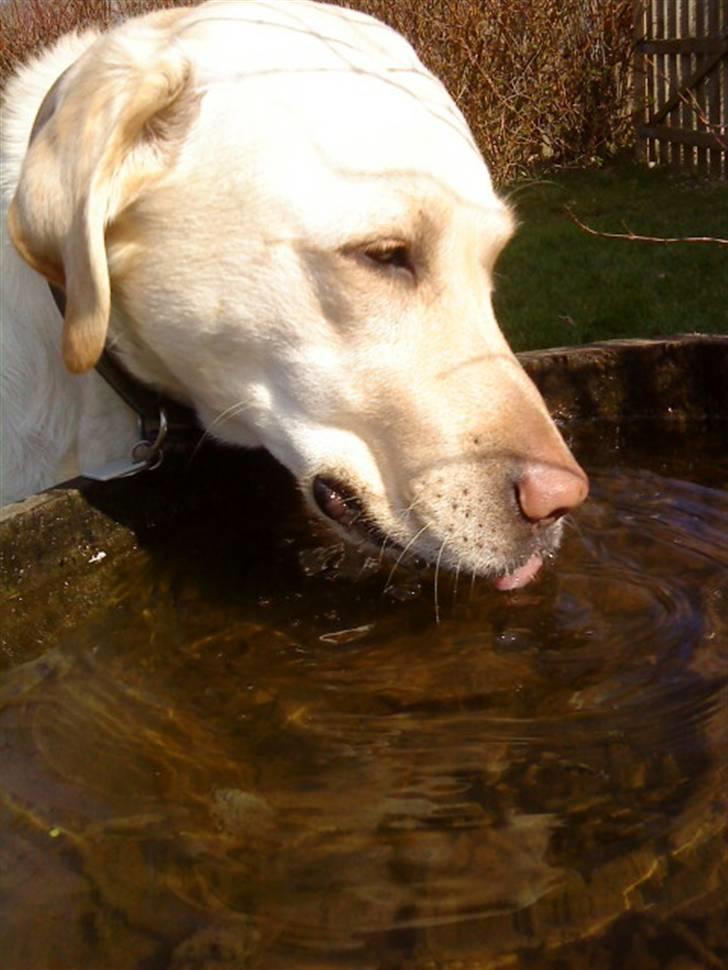 Labrador retriever Lucka - Min tørstige tøse´pige .  billede 12