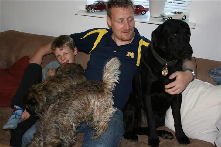 Labrador retriever Thor - Venner på besøg = råhygge.. billede 11