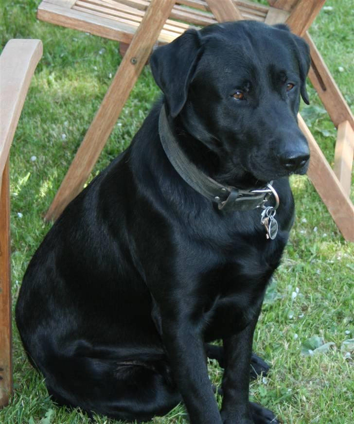 Labrador retriever Thor - Er maden snart færdig.. billede 12