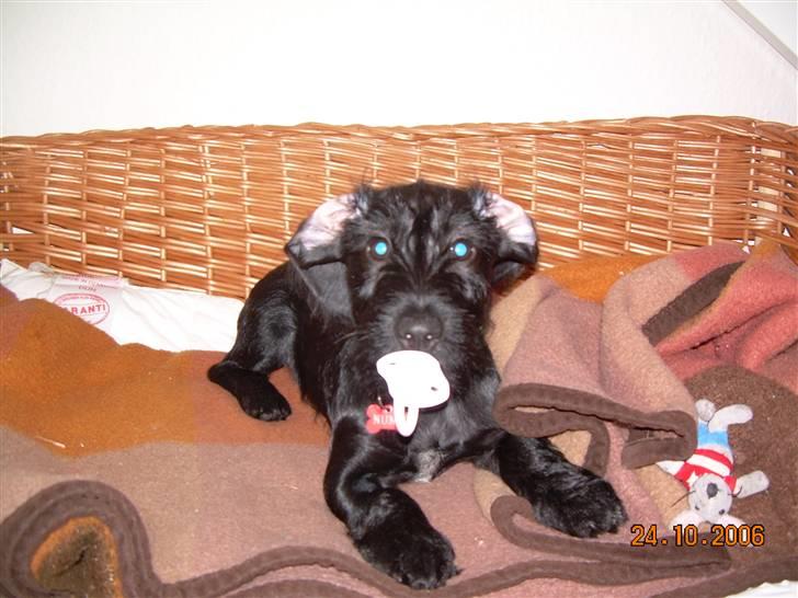 Blanding af racer Nunu - bette Nunu leger baby ;) billede 19