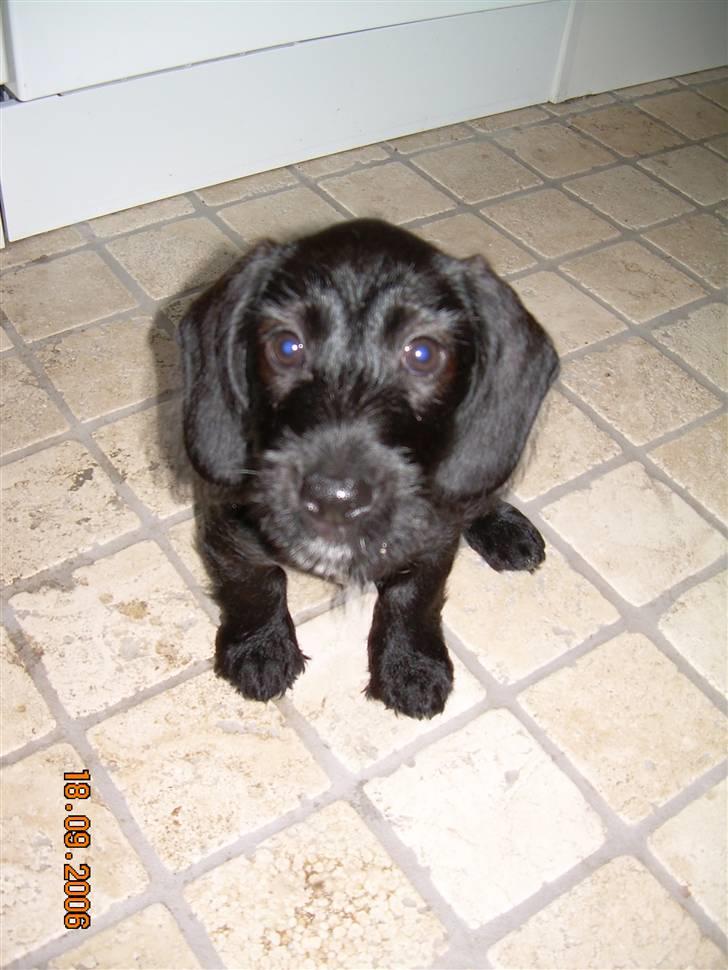 Blanding af racer Nunu - der har vi så Nunu da hun var bette :D billede 20