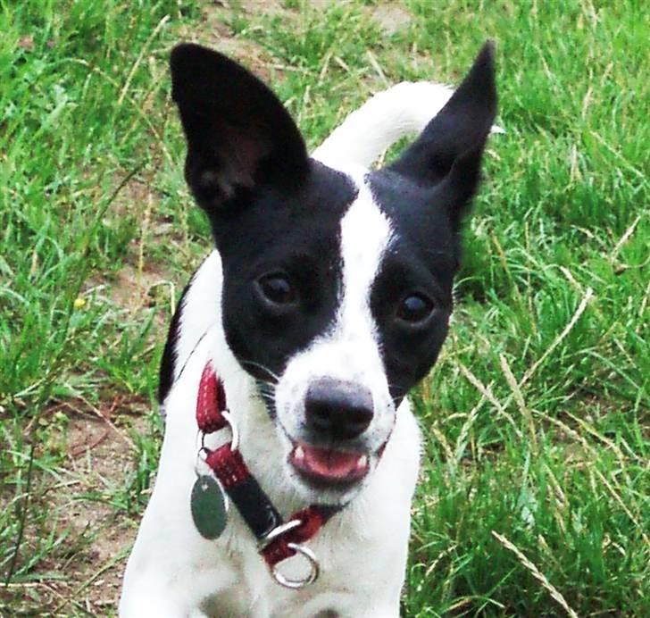 Glathåret foxterrier ¤ Sif ¤ - 21-06-2008 billede 2