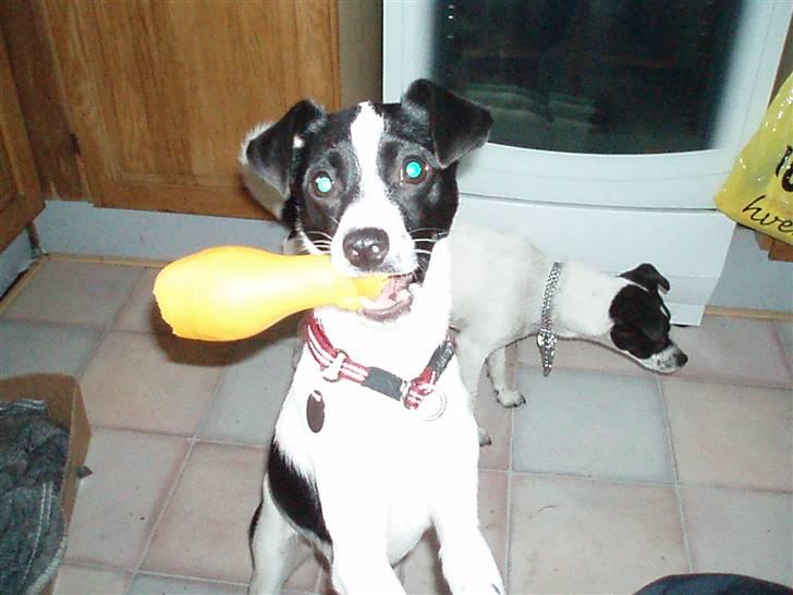 Glathåret foxterrier ¤ Sif ¤ - 16-07-2008 billede 3