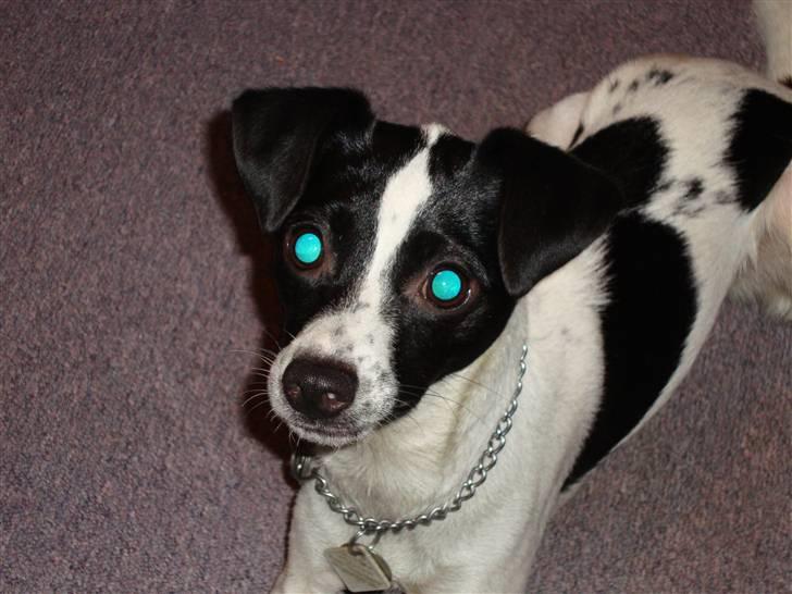 Glathåret foxterrier ¤ Sif ¤ - 29-10-2009  "kast så den bold jeg er klar" billede 4