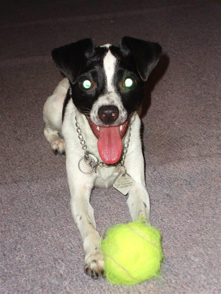 Glathåret foxterrier ¤ Sif ¤ - 29-10-2009   "vi leger og det er lidt hårdt" billede 5