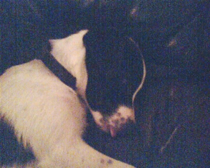 Glathåret foxterrier ¤ Sif ¤ - Nov 2007 billede 6