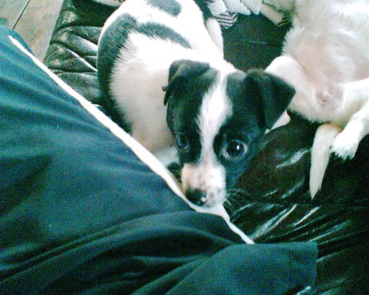 Glathåret foxterrier ¤ Sif ¤ - Nov 2007 billede 7