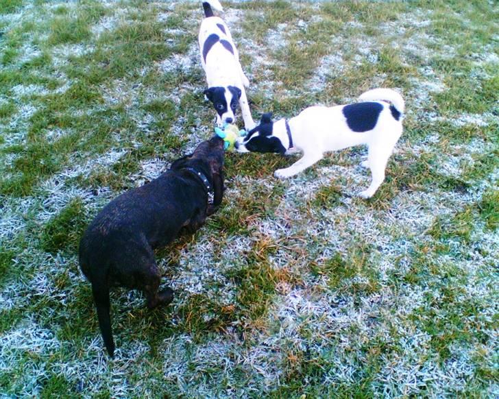 Glathåret foxterrier ¤ Sif ¤ billede 8