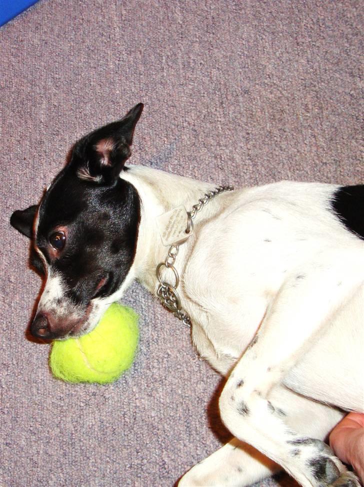 Glathåret foxterrier ¤ Sif ¤ - 29-10-2009    "nu er jeg træt, jeg har også leget i 2 timer" billede 9